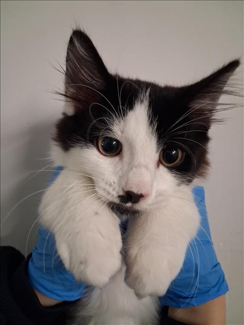 Jack