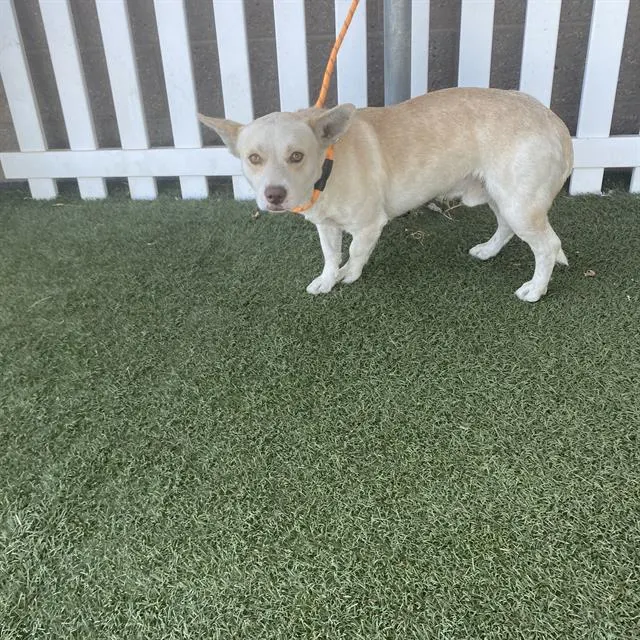 Adoptable Dog