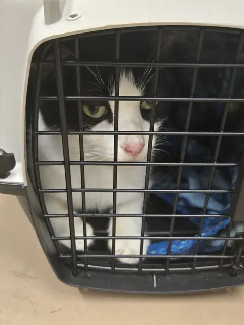 Purreus
