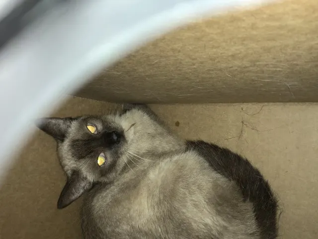 Sabrina