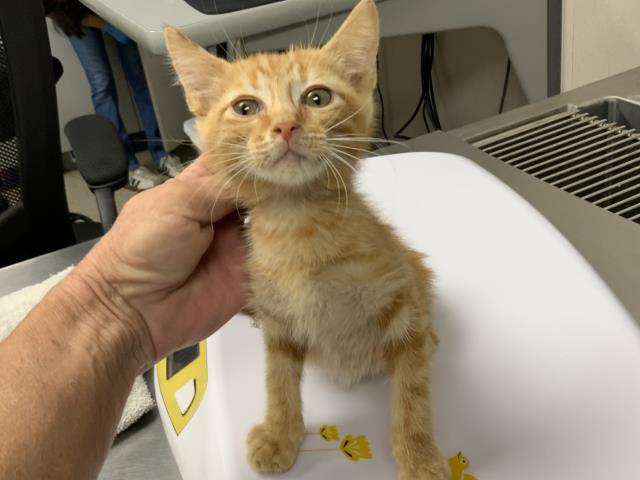 Adoptable Cat