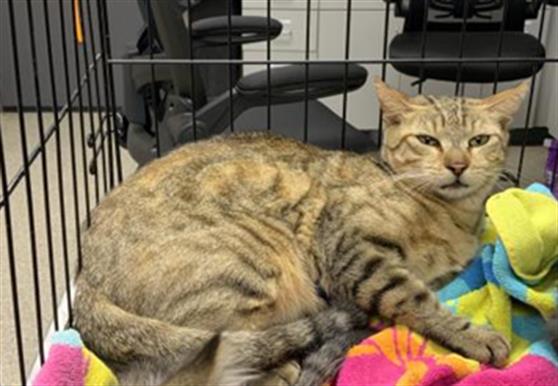 Adoptable Cat
