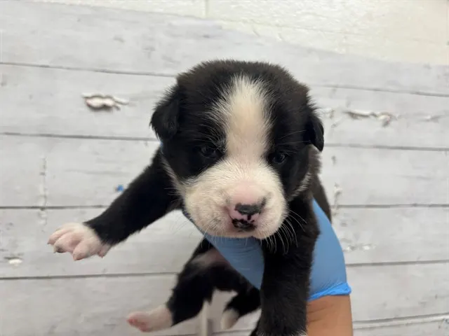 Adoptable Dog