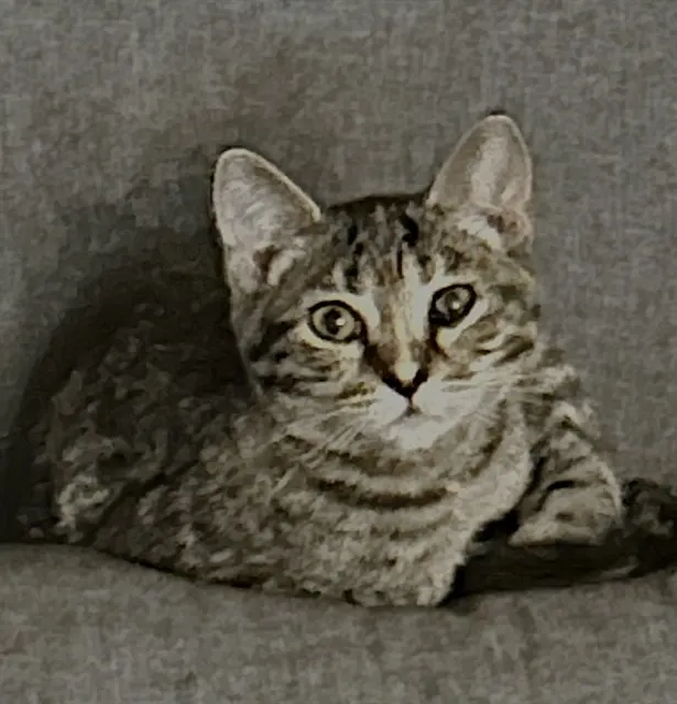 Lacey
