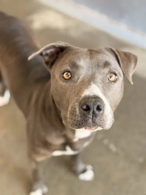 Piper