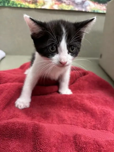 Adoptable Cat