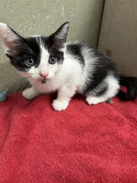 Adoptable Cat