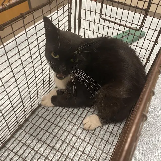 Adoptable Cat