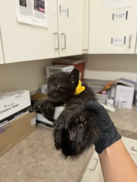 Cocoa