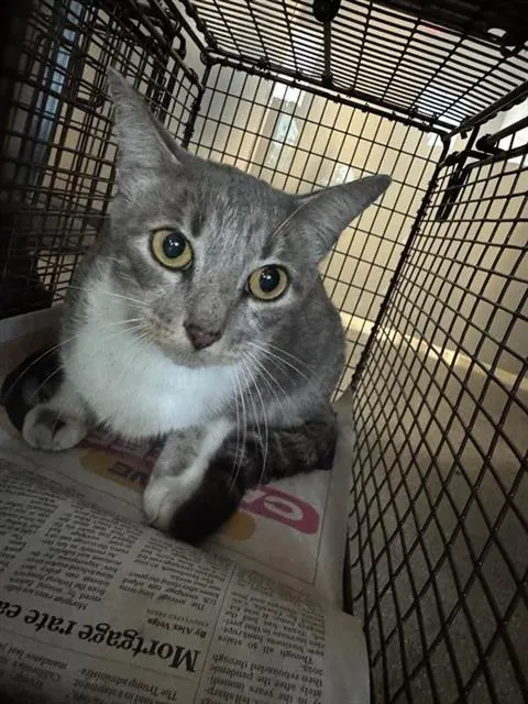 Adoptable Cat
