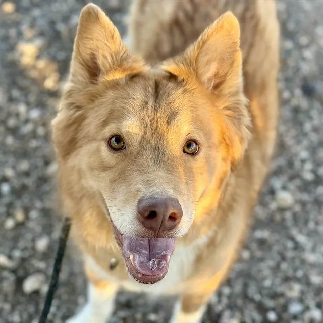 Mochi