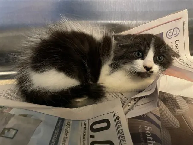 Tiny