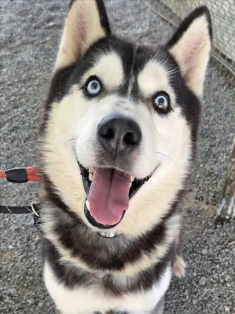 *Kenai