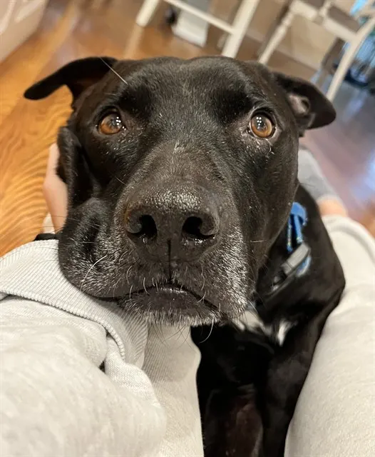 Loki