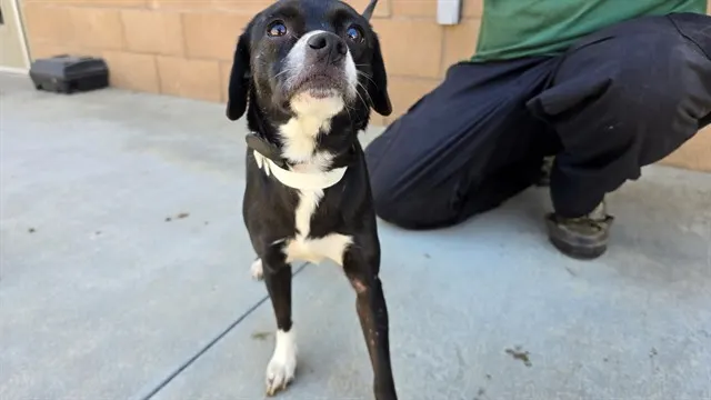 Oreo