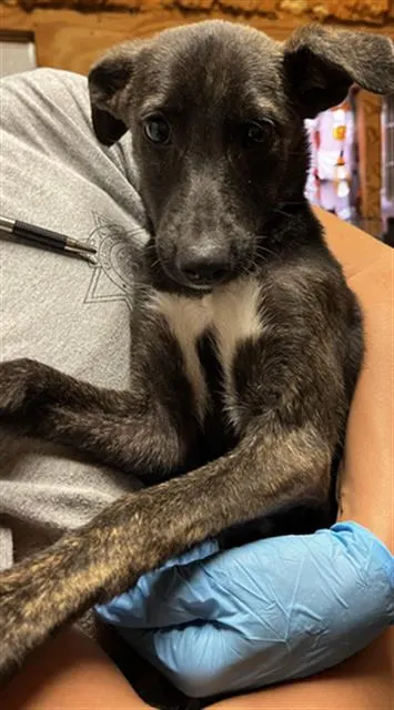 Penelope