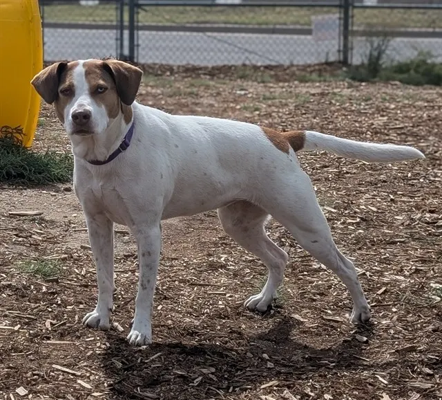 Lulu