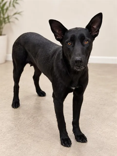 Bonita