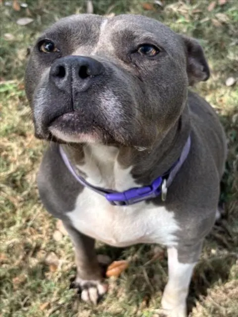 Delilah