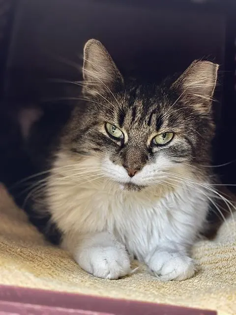 Cilantro