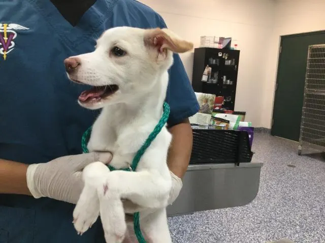 Adoptable Dog