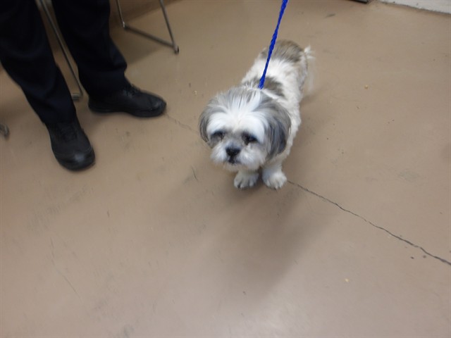 Adoptable Dog