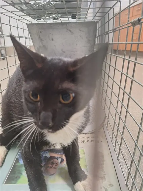 Adoptable Cat