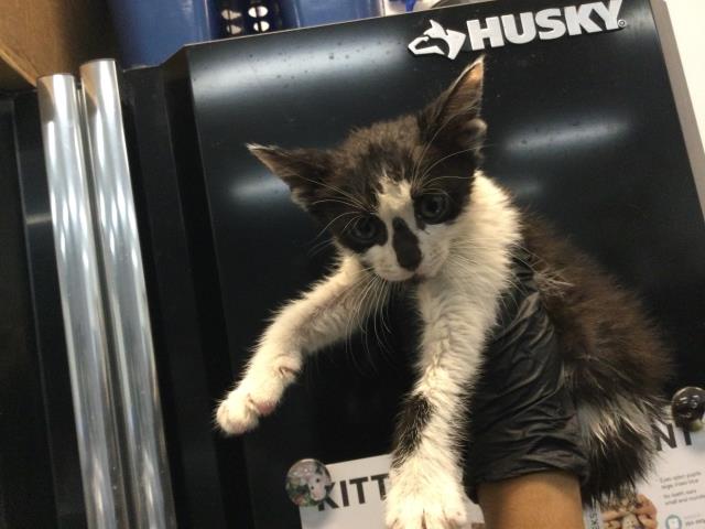 Adoptable Cat