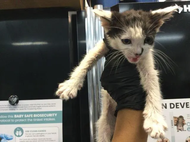 Adoptable Cat
