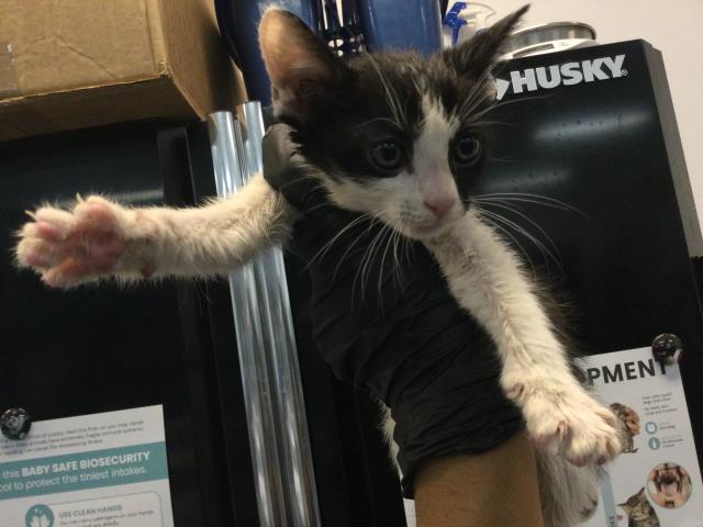 Adoptable Cat