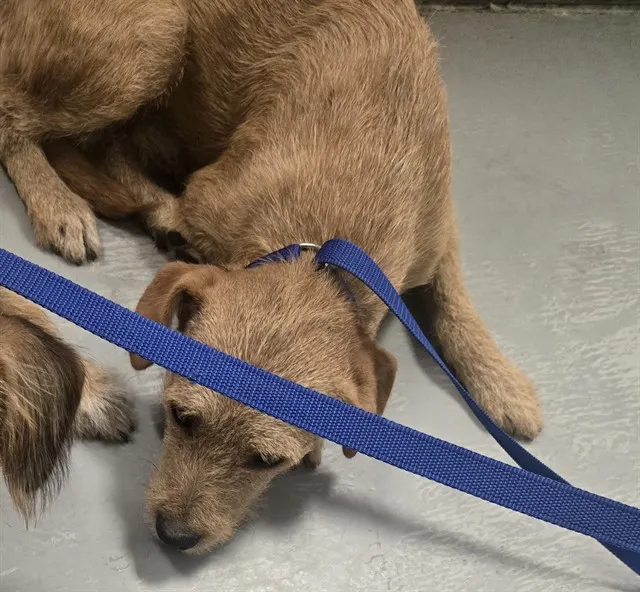 Adoptable Dog