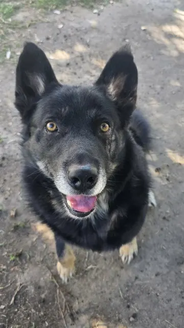 Oso