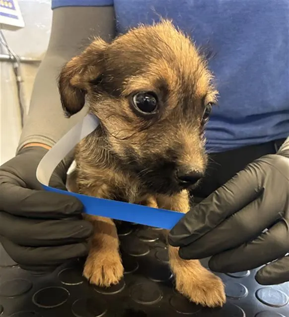 Adoptable Dog