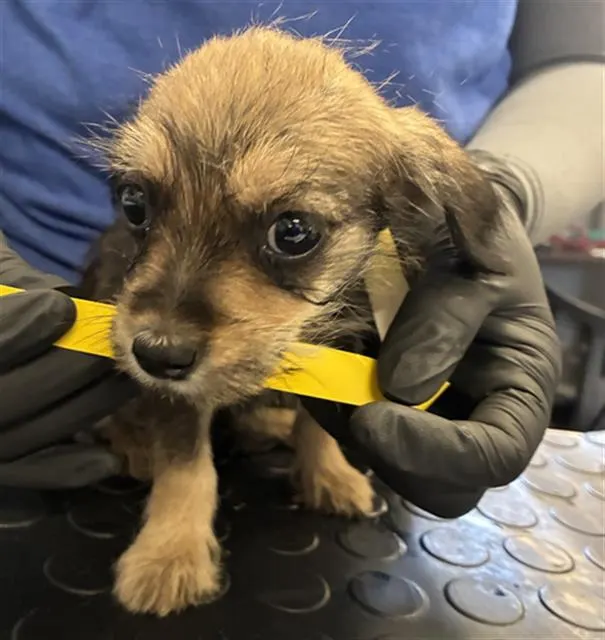 Adoptable Dog