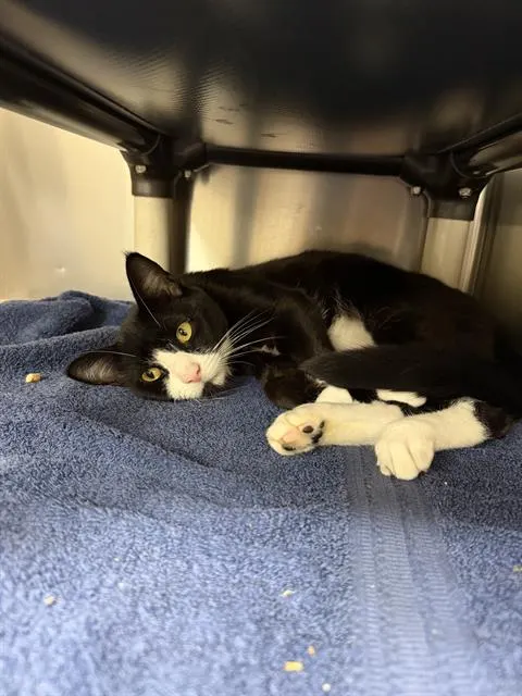 Sebastian