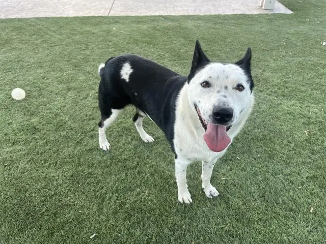 Chester