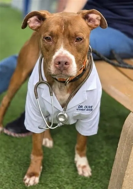 Dr. Olive