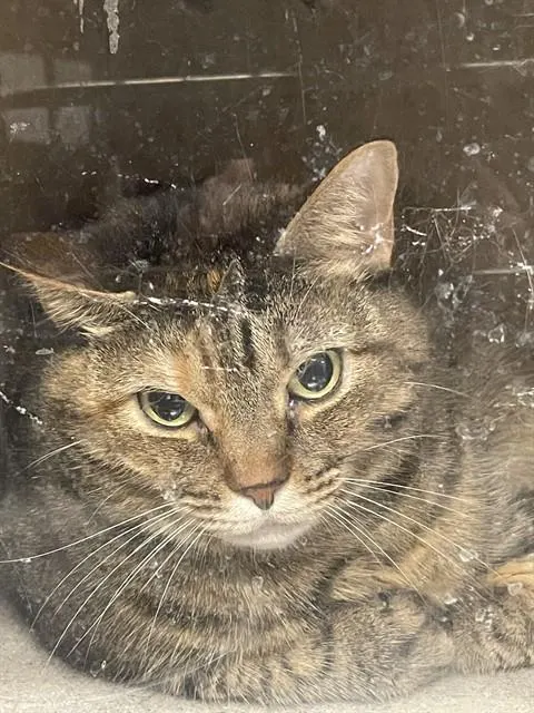 Elsa