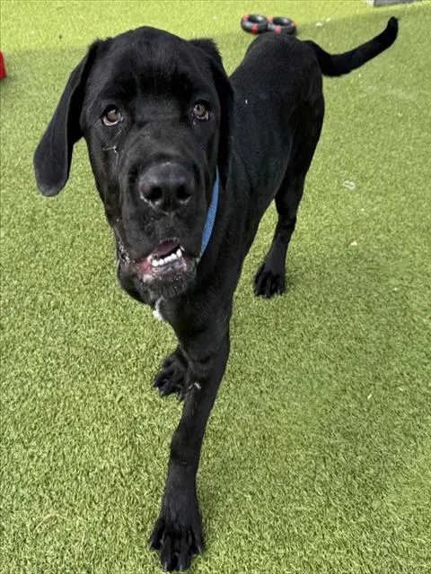 Pawter