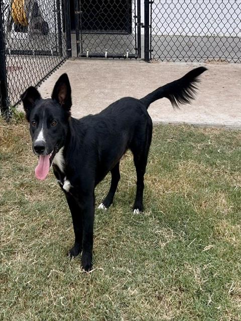 Oakley