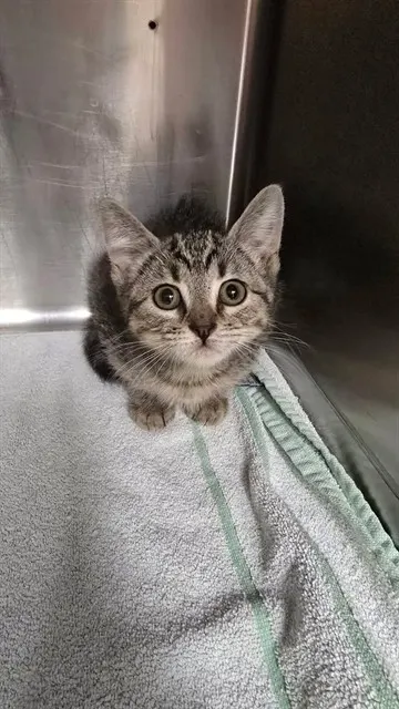 Hazel
