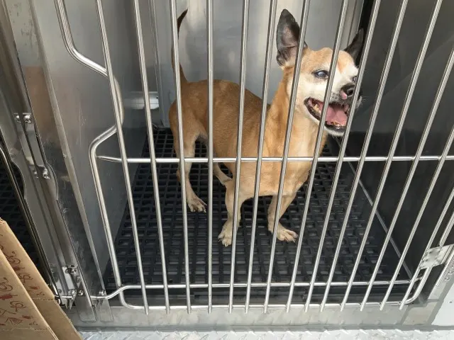 Adoptable Dog