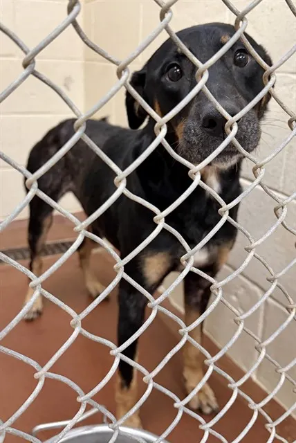 Adoptable Dog