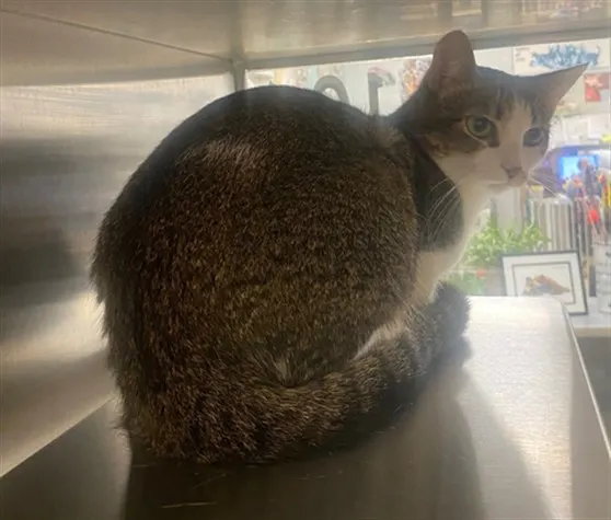 Pepper