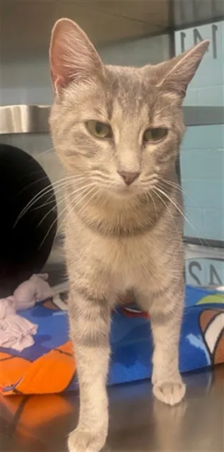 Gracie