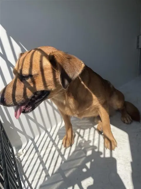 Adoptable Dog