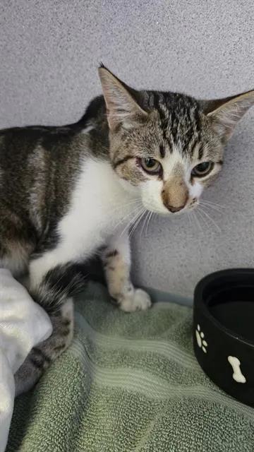Adoptable Cat