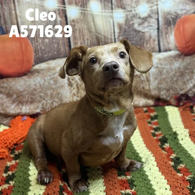 Cleo