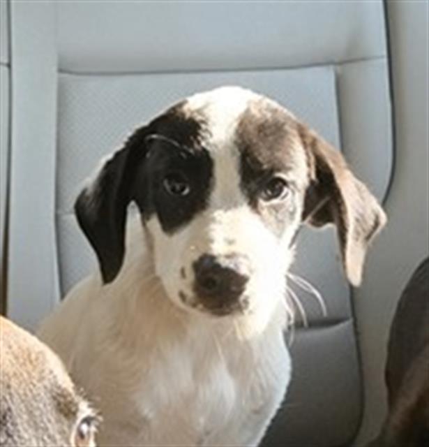 Adoptable Dog
