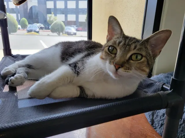 Lola